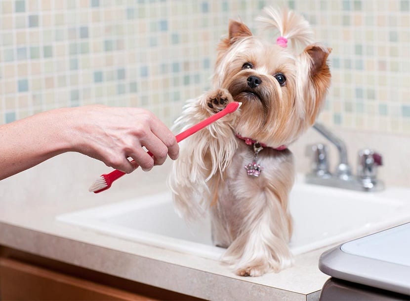 perro y cepillo de dientes 